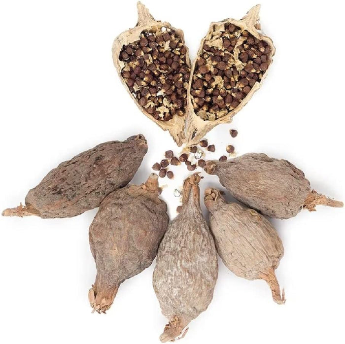 Alligator Pepper - Attract Wealth, Prosperity & Protection ( Price is for one )