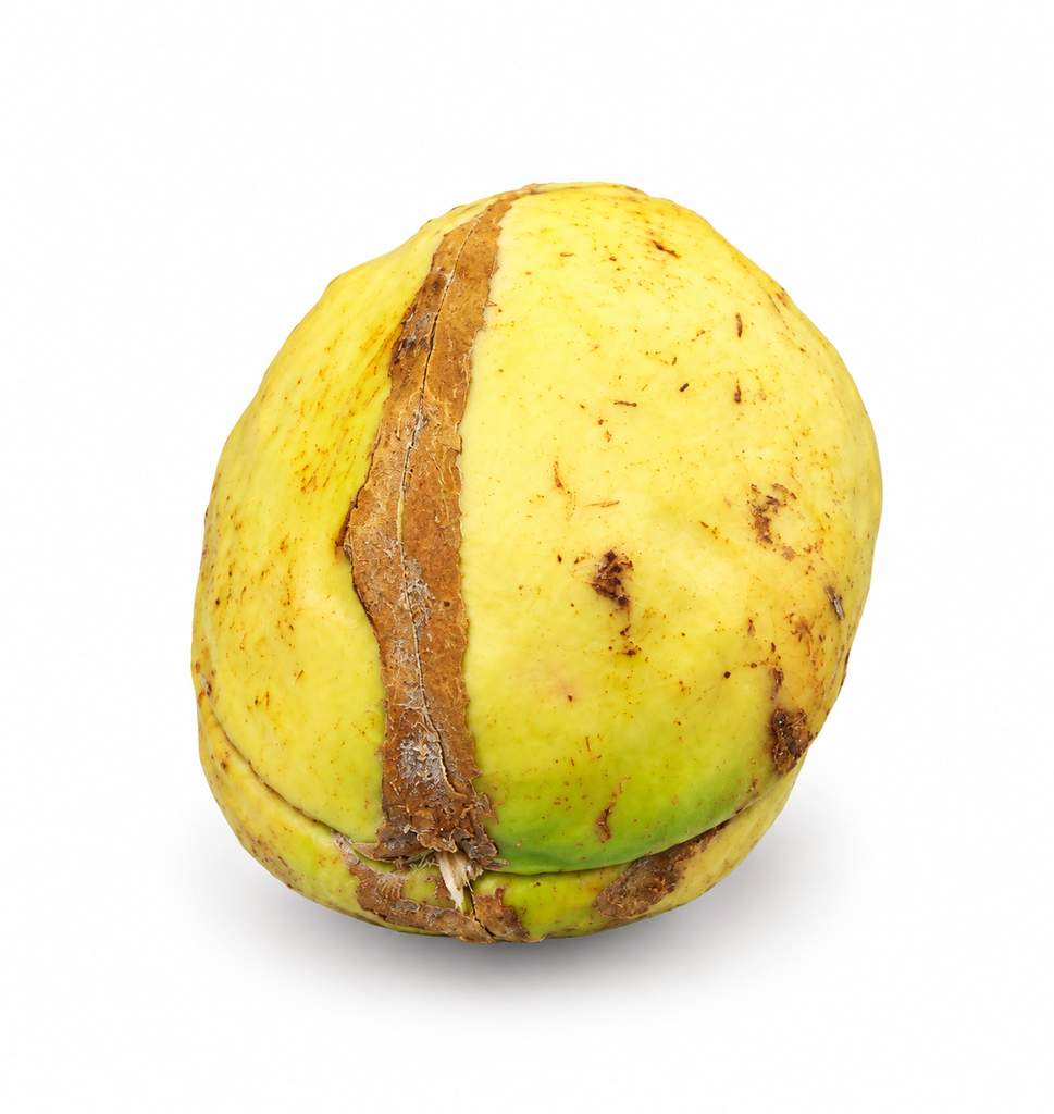 Kola nut